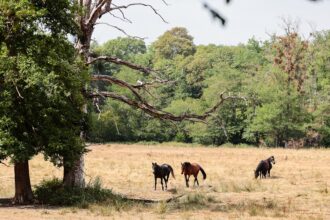 France / face au dérèglement climatique, les éleveurs partager entre inquiétude et adaptation