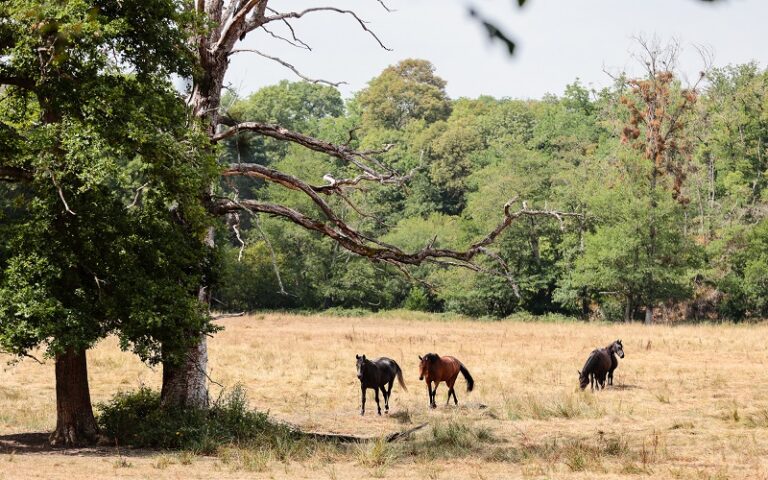 France / face au dérèglement climatique, les éleveurs partagés entre inquiétude et adaptation