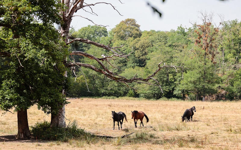 France / face au dérèglement climatique, les éleveurs partager entre inquiétude et adaptation