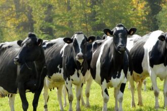 France / la décapitalisation bovine plus marquée dans les élevages laitiers