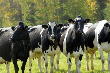 France / la décapitalisation bovine plus marquée dans les élevages laitiers