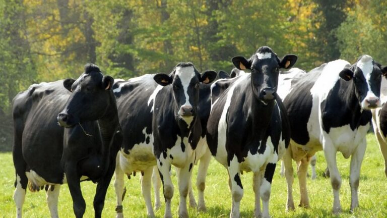 France / la décapitalisation bovine plus marquée dans les élevages laitiers