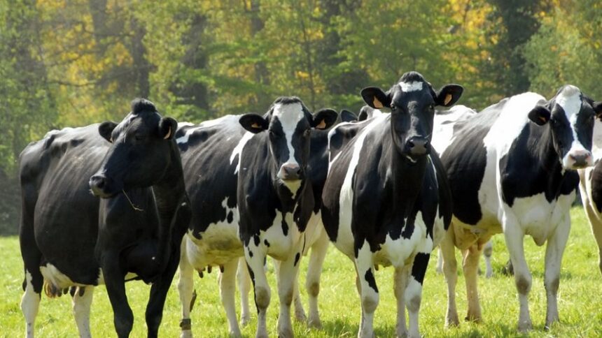 France / la décapitalisation bovine plus marquée dans les élevages laitiers