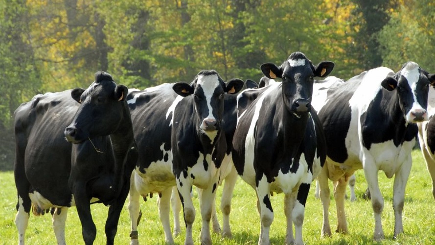 France / la décapitalisation bovine plus marquée dans les élevages laitiers
