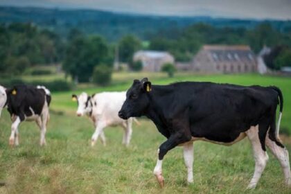 Royaume-Uni / le cheptel de vaches laitières atteint un niveau historiquement bas