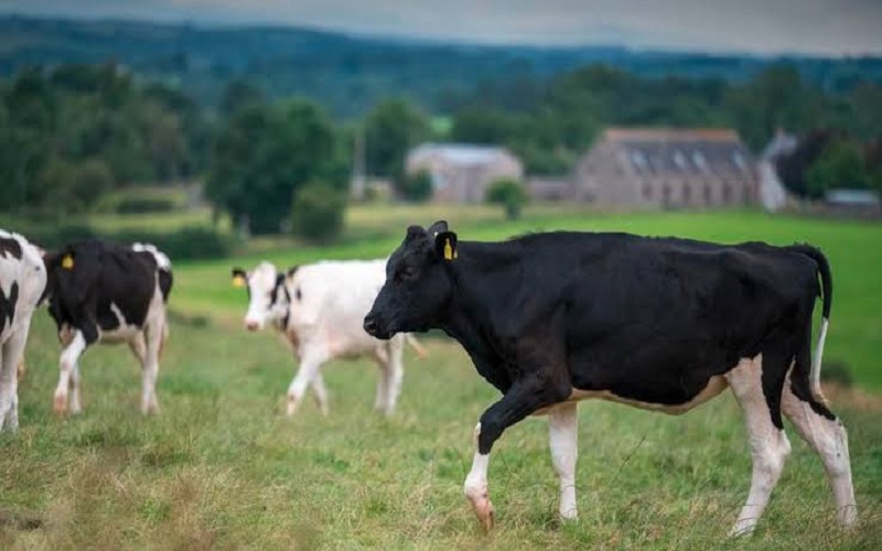 Royaume-Uni / le cheptel de vaches laitières atteint un niveau historiquement bas