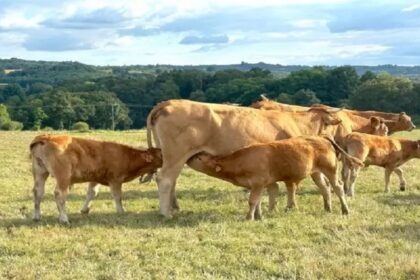 France / les élevages bovins se spécialisent sur fond de baisse du cheptel