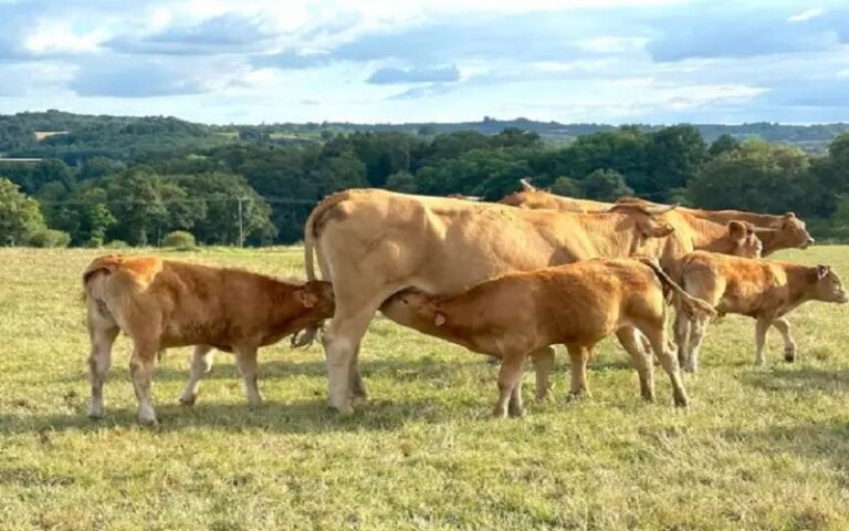 France / les élevages bovins se spécialisent sur fond de baisse du cheptel