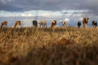 Élevage / les éleveurs français face au risque de pénurie de fourrage