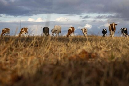 Élevage / les éleveurs français face au risque de pénurie de fourrage