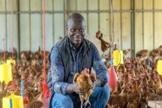 Gabon / l’interdiction des importations de poulet ouvre un front commercial avec les États-Unis