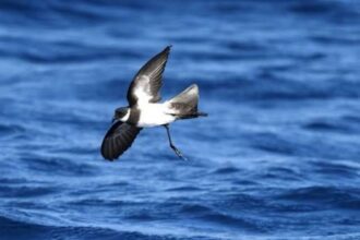 Adoption d’un nouveau plan national visant à réduire la mortalité des oiseaux marins