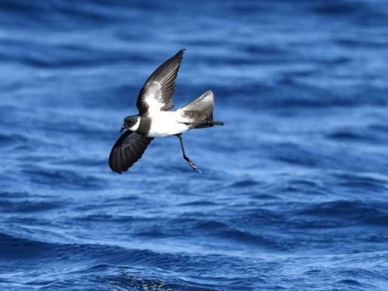 Adoption d’un nouveau plan national visant à réduire la mortalité des oiseaux marins