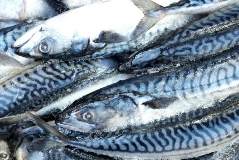 Nigeria/Création d’un comité pour accélérer la production de poisson