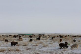 Mongolie / une application pour aider les éleveurs nomades