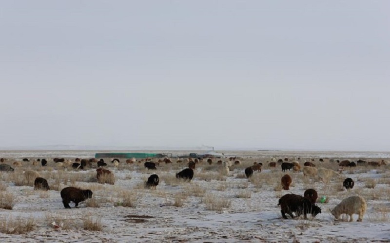 Mongolie / une application pour aider les éleveurs nomades