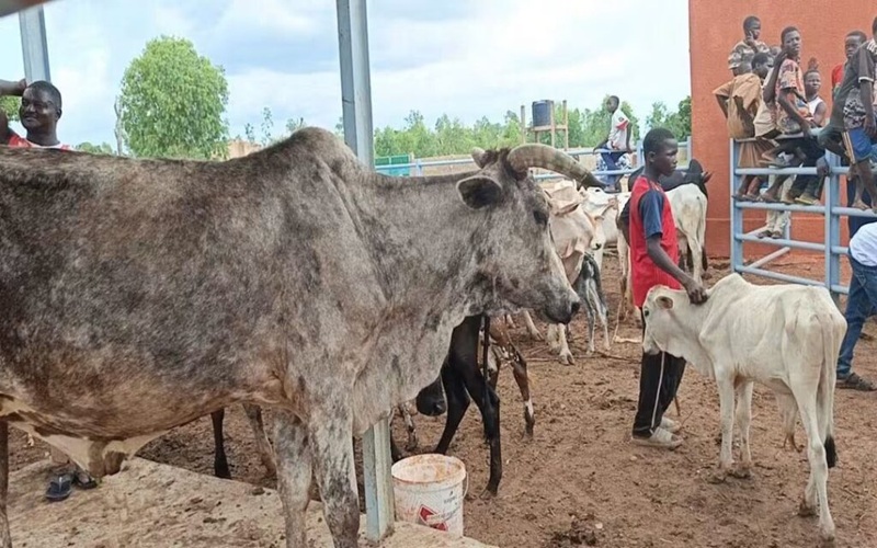 vol de bétail Burkina