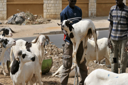 vol de bétail Sénégal