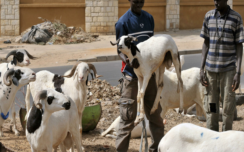 vol de bétail Sénégal