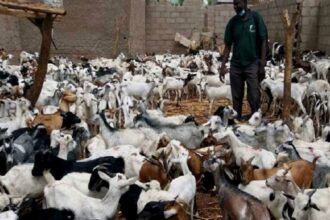 Sénégal /110 caprins distribués pour soutenir l’élevage et l’autonomisation des bénéficiaires