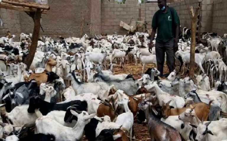Sénégal /110 caprins distribués pour soutenir l’élevage et l’autonomisation des bénéficiaires