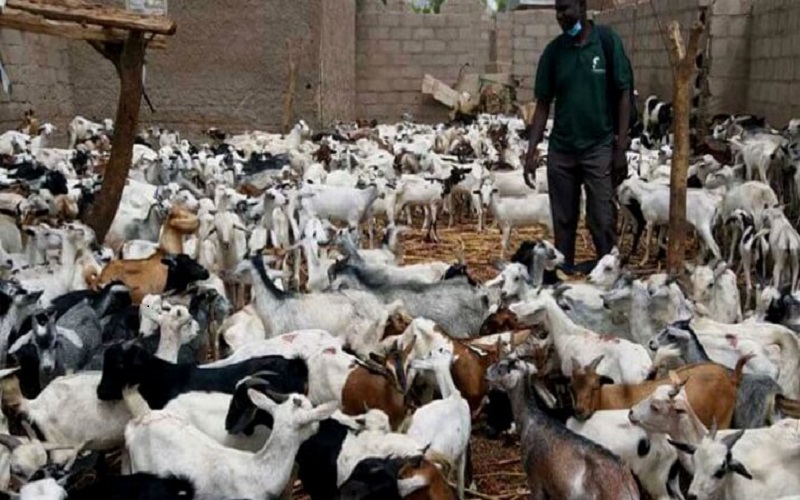 Sénégal /110 caprins distribués pour soutenir l’élevage et l’autonomisation des bénéficiaires