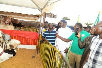 Sénégal / Dakar mise sur la formation pour moderniser l’élevage urbain