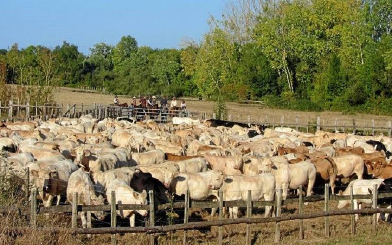France / la sécheresse continue de fragiliser les élevages malgré les pluies d’octobre