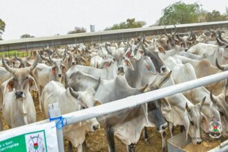 Burkina Faso / Le coût de l’insémination artificielle bovine réduit de 90 %