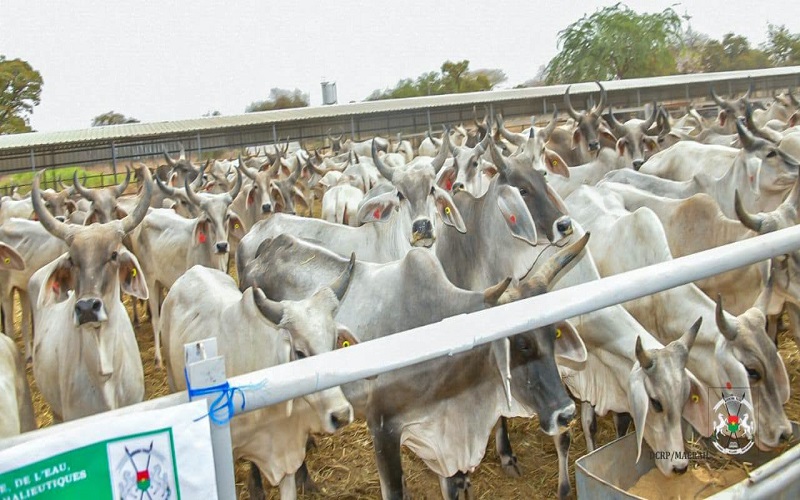 Burkina Faso / Le coût de l’insémination artificielle bovine réduit de 90 %