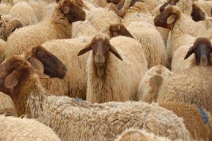 Maroc / l’expertise française mobilisée pour reconstituer le cheptel ovin