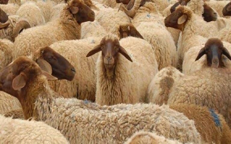 Maroc / l’expertise française mobilisée pour reconstituer le cheptel ovin