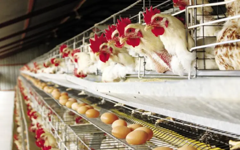 Maladie du Newcastel / L’Afrique du Sud maintient l’importation de poulets en provenance du Brésil