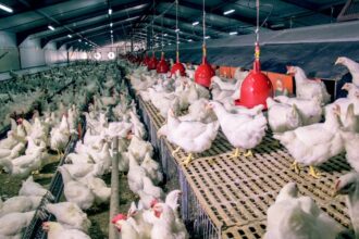 Le Gabon/ Fin des importations de poulet de chair d’ici Janvier