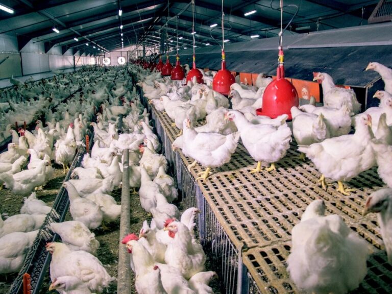 Gabon/ Les autorités veulent suspendre les importations de poulet de chair d’ici Janvier