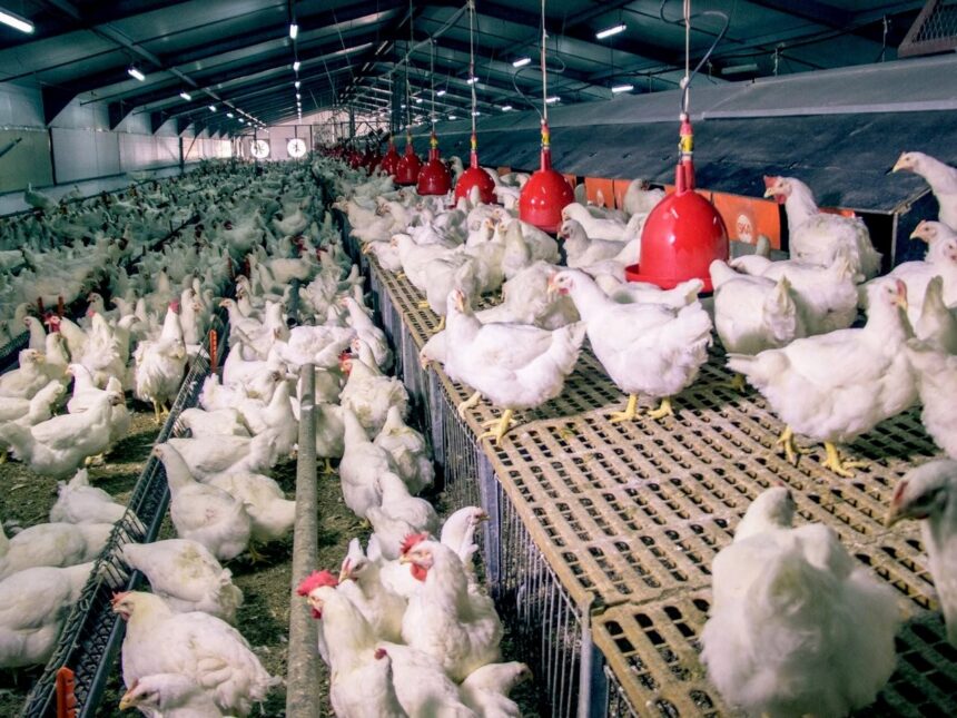 Le Gabon/ Fin des importations de poulet de chair d’ici Janvier