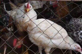 Cameroun : Du poulet et des œufs issus d’élevages renfermerait six métaux lourds