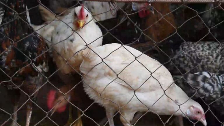 Cameroun/Du poulet et des œufs issus d’élevages renfermerait six métaux lourds