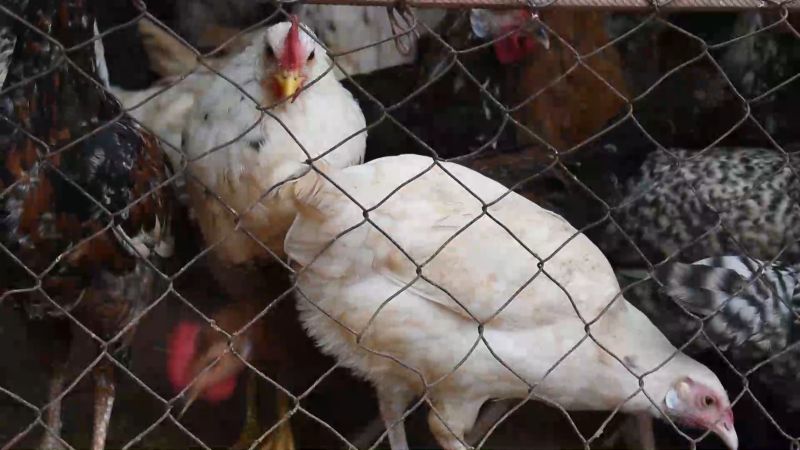 Cameroun/Du poulet et des œufs issus d’élevages renfermerait six métaux lourds
