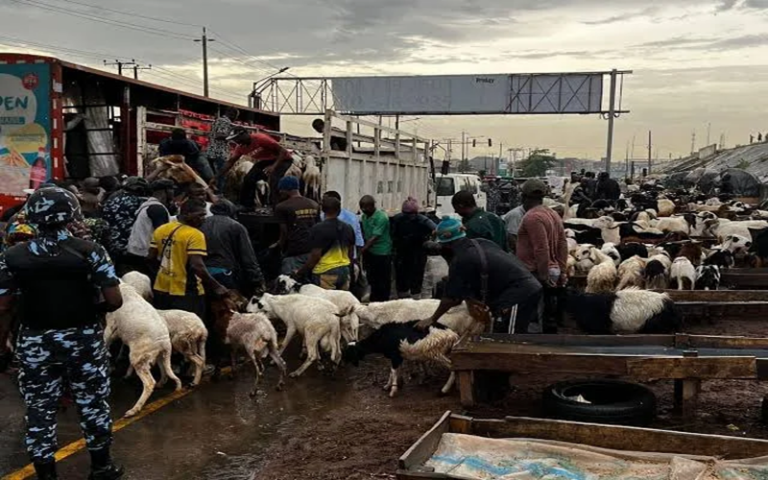 Nigeria / Les commerçants de bétail qui enfreignant les normes de bien-être animal seront désormais sanctionnés