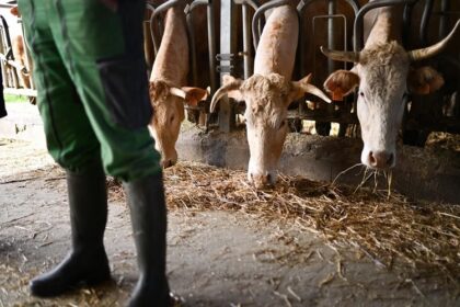 France /des éleveurs veulent abattre leurs animaux à la ferme