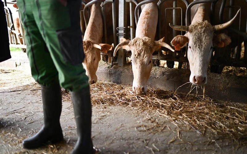 France /des éleveurs veulent abattre leurs animaux à la ferme