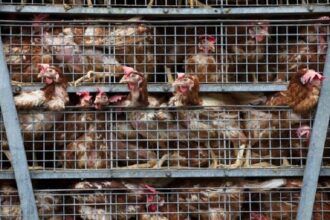 France / des juristes réclament la fin de l’élevage intensif