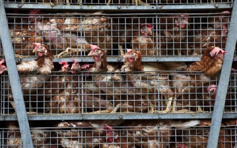 France / des juristes réclament la fin de l’élevage intensif