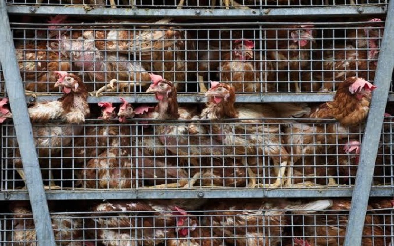 France / des juristes réclament la fin de l’élevage intensif