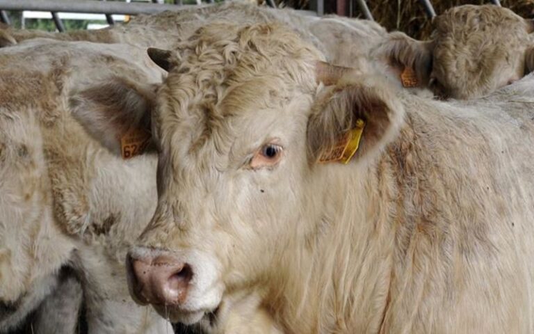 Elevage / L’Algérie suspend l’importation de bovins après l’apparition de foyers de fièvre aphteuse