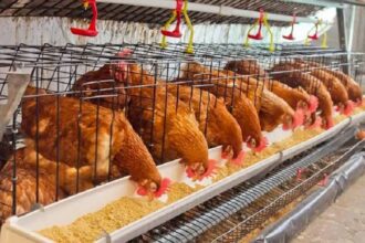 Aviculture / le Bénin partage son expérience avec le Togo au SIALO 2026