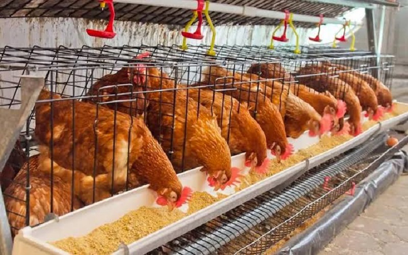 Aviculture / le Bénin partage son expérience avec le Togo au SIALO 2026