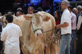 France / le Sommet de l’élevage retrouve les bovins après une édition 2025 perturbée