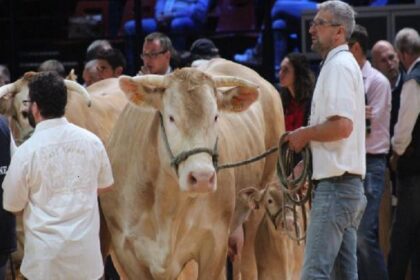 France / le Sommet de l’élevage retrouve les bovins après une édition 2025 perturbée